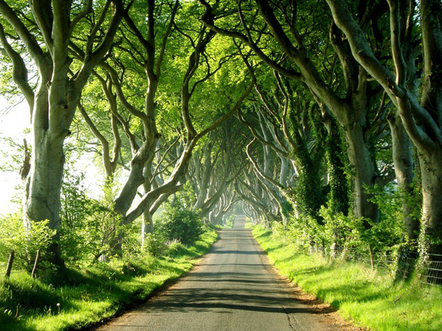 2 duong-dark-hedges-2.jpg