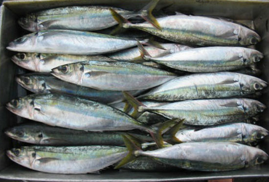 3003frozen_scad_mackerel.jpg