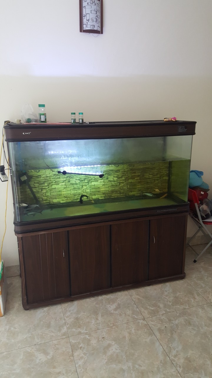bể cá.jpg