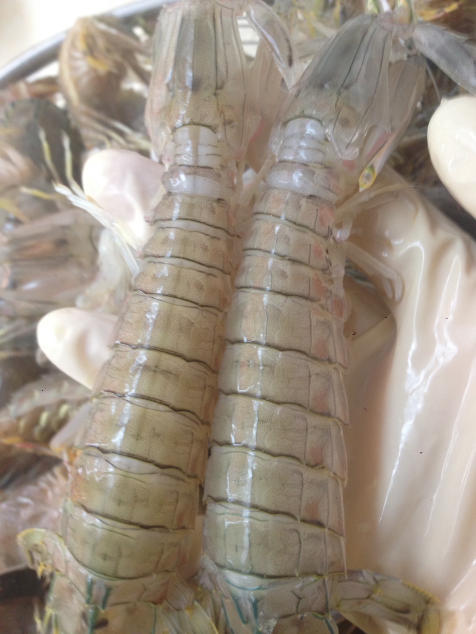 bề vỏ 1.jpg