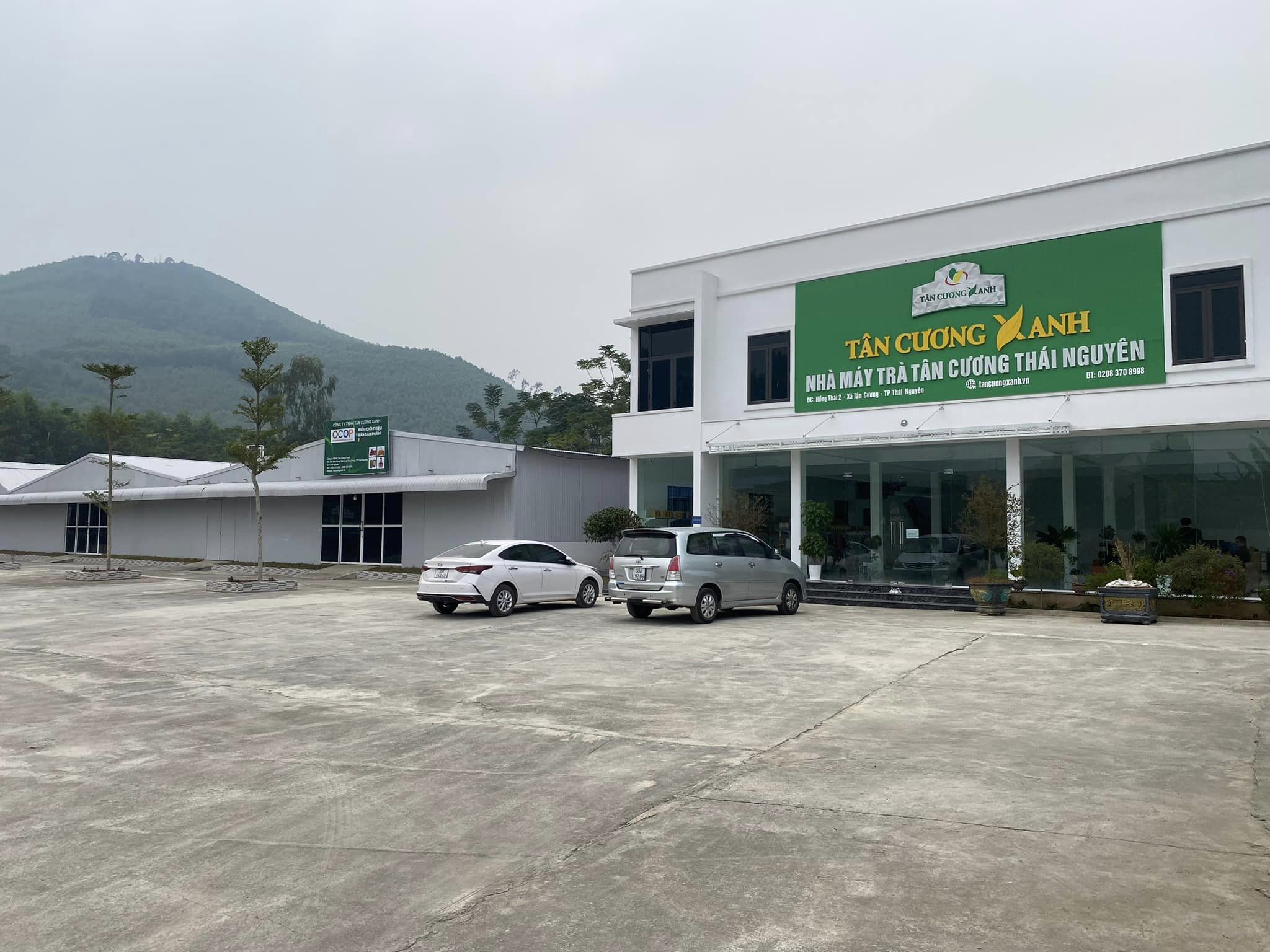 cay tra tan cuong 6.jpg