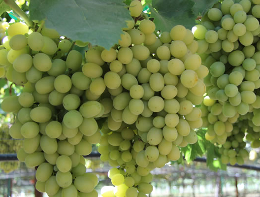 cotton-candy-grapes-800-1501906627.jpg