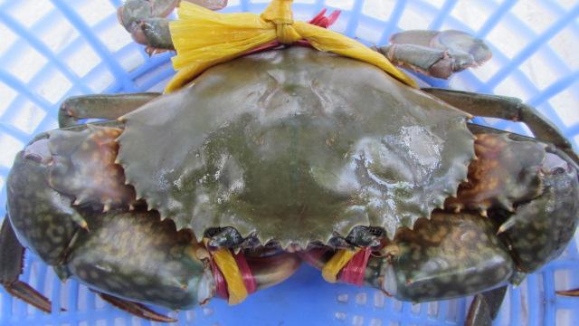 Cua bien - sai san minh ngoc.jpg