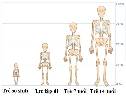 h5. sự phát triển bộ xương theo lứa tuổi.jpg