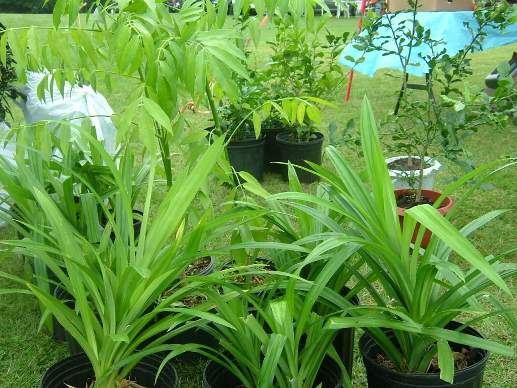 lá dứa.jpg