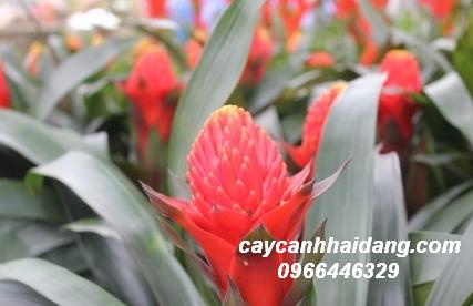 Lan Đuốc Đỏ.JPG