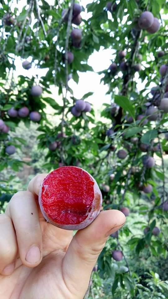mận 1.jpg