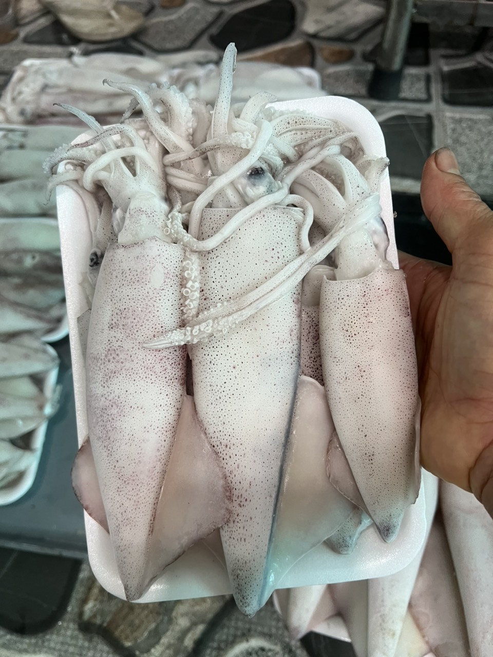 Mực ống 12 con 170 k.jpg