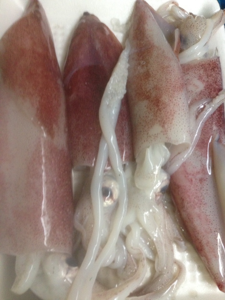 mực ống to 1.jpg