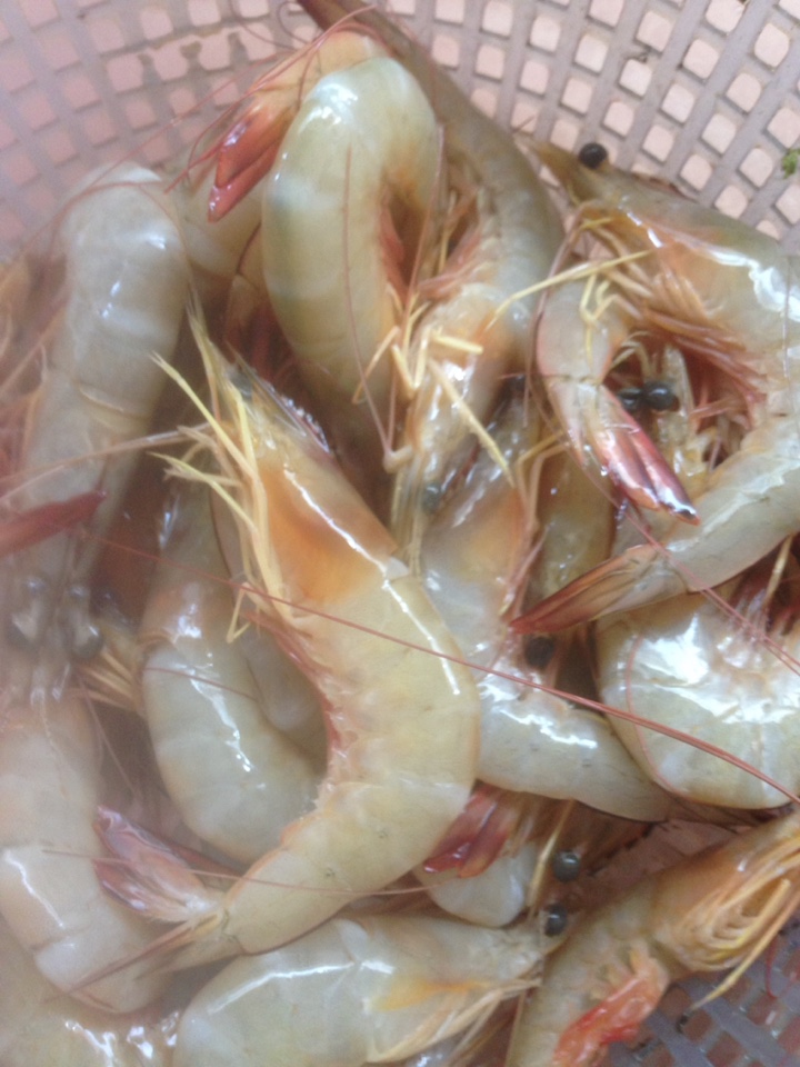tôm he 3.jpg