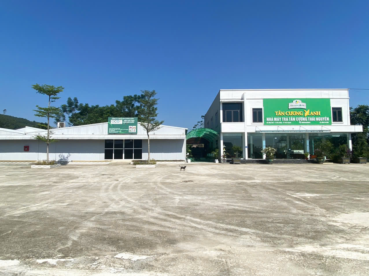 tra thai nguyen ocop 10.jpg