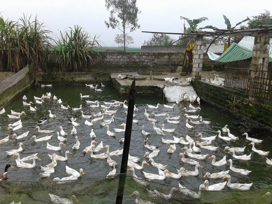 trứng 4.jpg