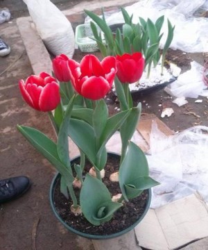 Tulip.jpg