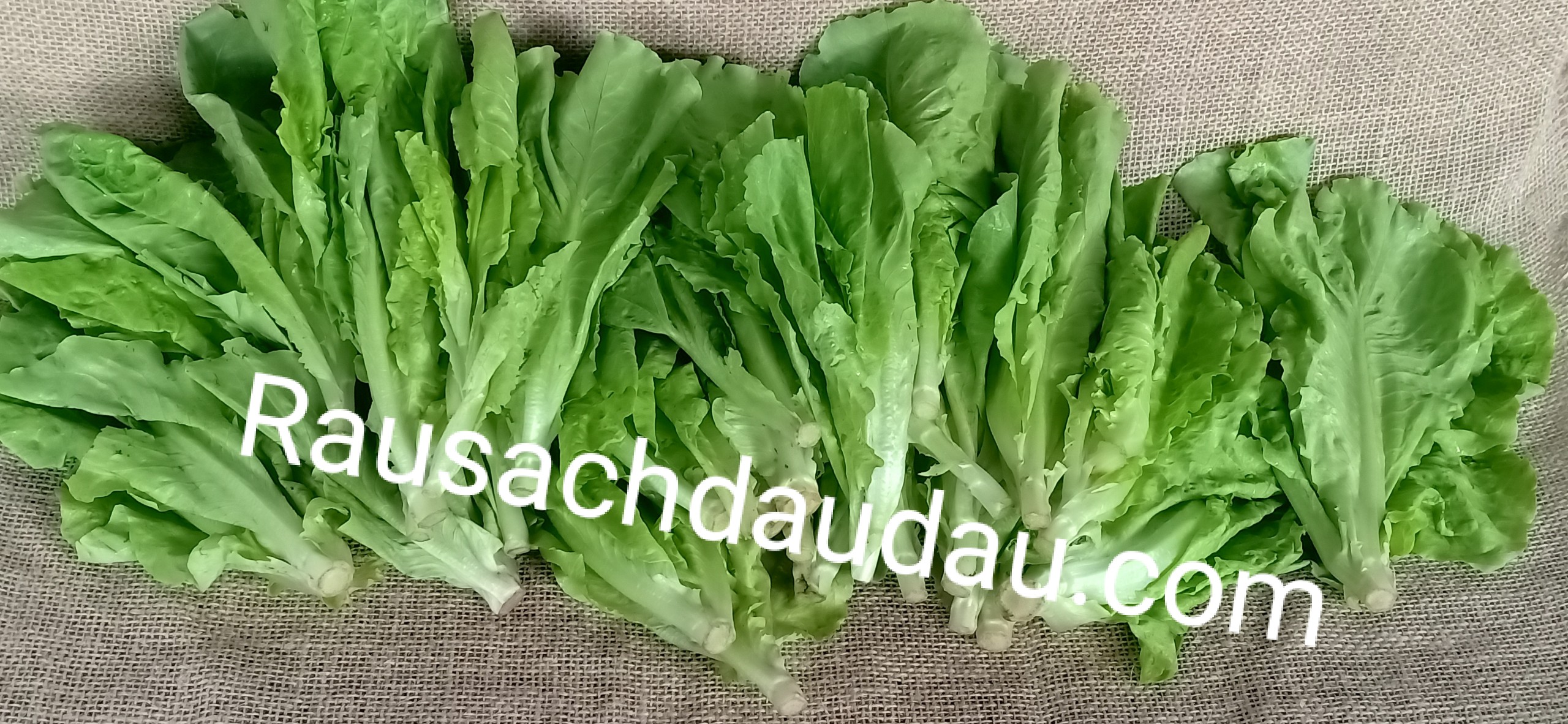 xà lách.jpg