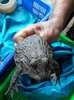 Frog Life.jpg