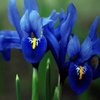 iris.jpg