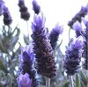 LAVENDER.jpg
