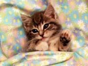 Lovelycat1903