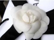 Camellia51191