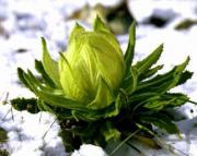 snowlotus