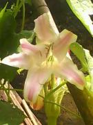 huong050886