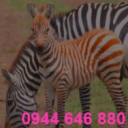 zebra_zebra