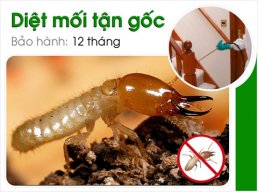 dietmoithanhcong