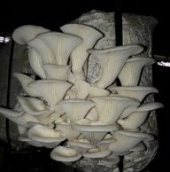 Thiện Nguyễn TP sạch