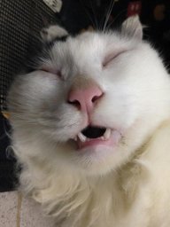 lilungu
