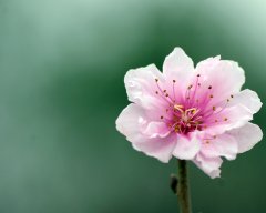 Nguoi Tay Bac