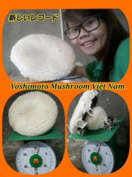 Mushroom09