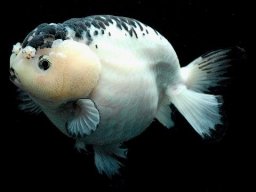 ranchu