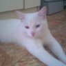 thienthan_kitty2