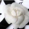 Camellia51191