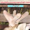 haidang100889