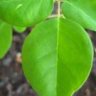 Moringa Oleifera
