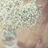 BabysBreath