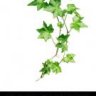ivyshop7