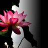 viendanbocduong980