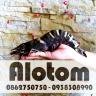 alotom