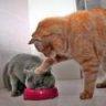 Meodentuyen