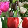 Hoa Tulip