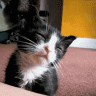 hangntdtvt