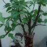 songkinhthay