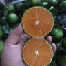 Giúp việc Hoàng Gia