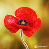 poppy2017
