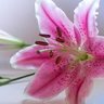 thuythuy79