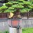 oanhoanh254