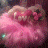 scarletrose05
