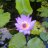 thuhangpham